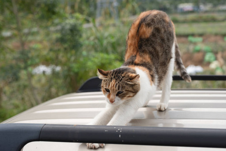 猫站在车顶上