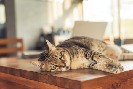 家猫睡在家里的桌子上