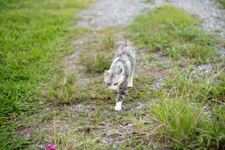 草地上的小猫，户外的家猫