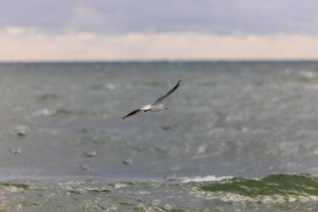 海鸥在海滩上飞行