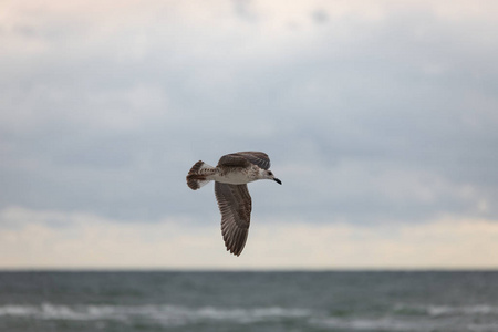 海鸥在海滩上飞行