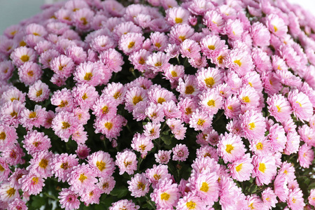 美丽的芳香菊花束特写图片