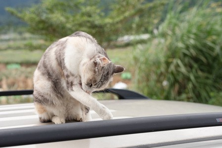 猫在车顶上洗自己