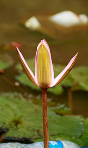 粉红色若虫芽或睡莲芽。