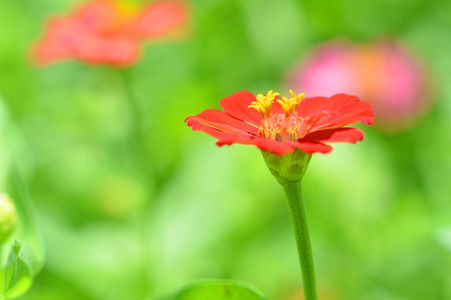 红色的花接近的花红色的花在大自然上绽放