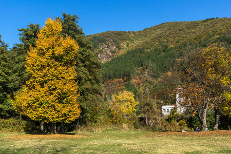 保加利亚首都萨非亚市附近有黄树的秋季景观