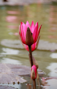 粉红色若虫芽或睡莲芽。