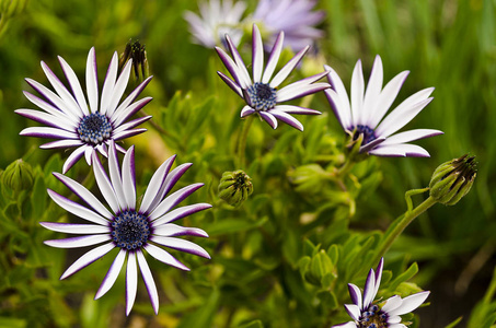 一组白色和紫色的花，背景为Bokeh