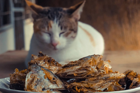 睡猫手表炸鱼头。 选择性地聚焦在鱼头上。