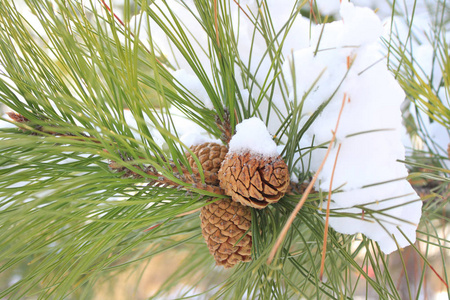 松树细节与雪