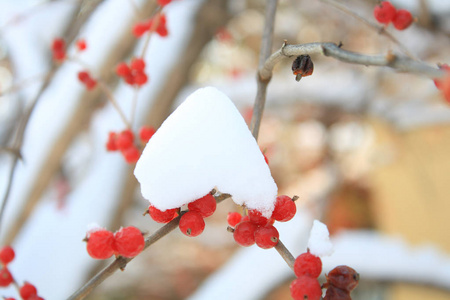 冬天下雪后的浆果