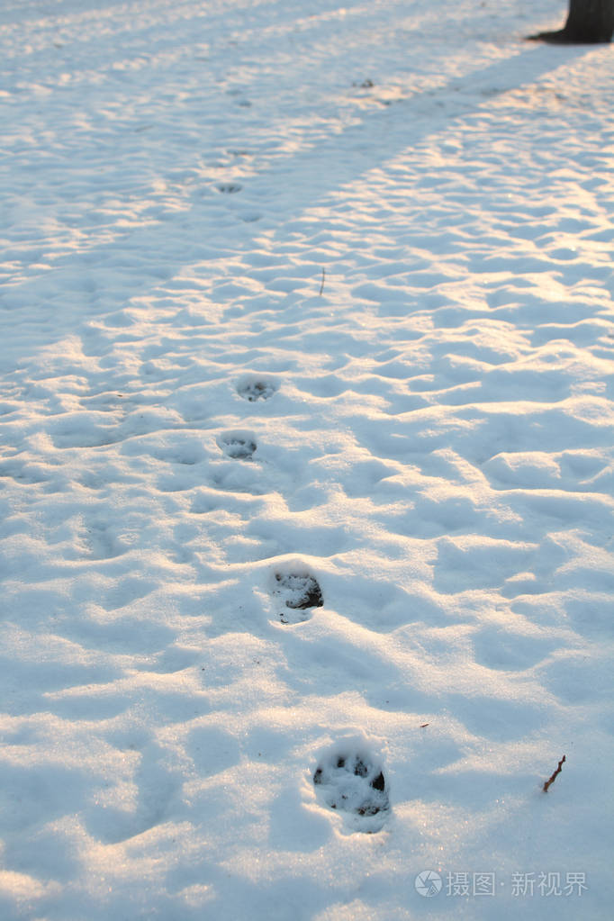 黄鼠狼雪地脚印图片