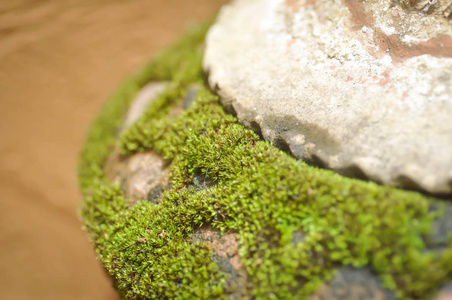 花瓶处的苔藓或苔藓植物或地衣图片