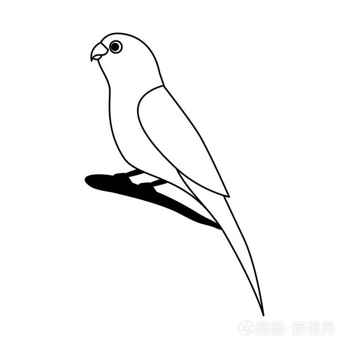 树枝上的金丝雀鸟插画-正版商用图片14pmp8-摄图新视界