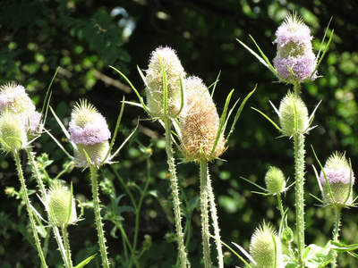 川续断根系图片