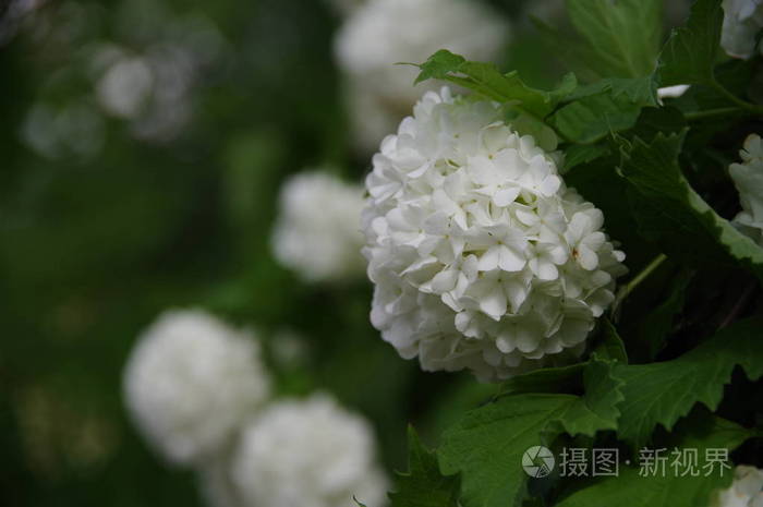 美丽的白色花序灌木