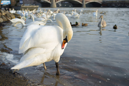 布拉格河上的天鹅景观捷克首都，捷克共和国查尔斯桥旁边河上的白色天鹅，旅游