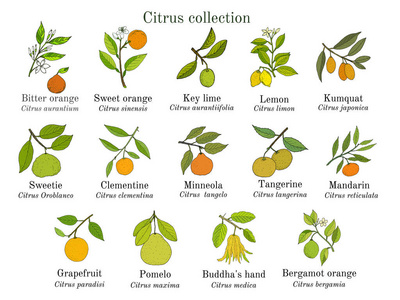 水果和叶子的不同柑橘枝条的集合。手绘植物矢量图
