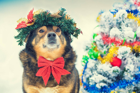 一只狗的肖像缠绕在五颜六色的金属和加冕圣诞花环。在雪地里散步的狗