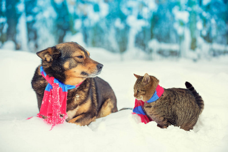 圣诞狗和猫图片