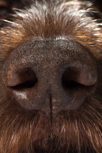 护鼻狗猎狗的粗糙鼻子照片