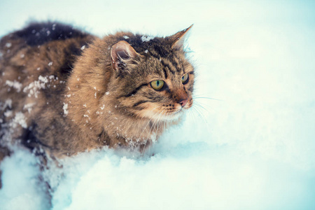 可爱的西伯利亚猫在雪地里散步