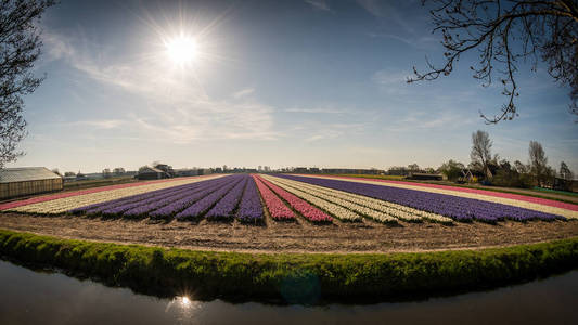 风景如画的色彩斑斓的郁金香，荷兰西部