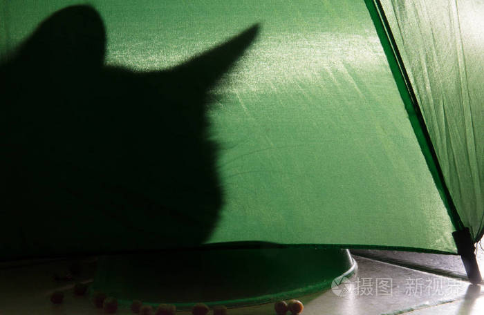 一只猫在绿色背景下的影子和槌球