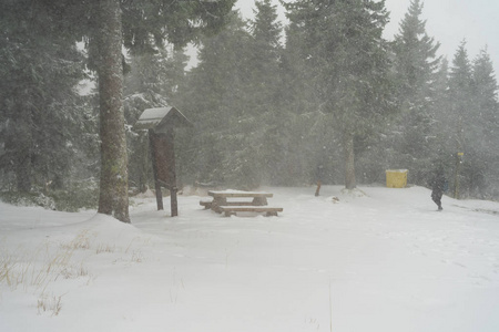 冷杉森林里的暴风雪。