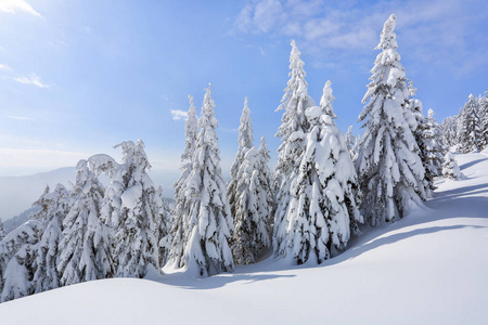 在宽阔的草坪上，在寒冷的冬日，有许多冷杉树站在雪下。 光和影子的游戏玩得很漂亮。 美丽的冬天背景。