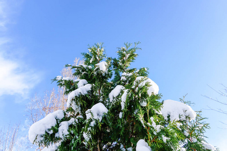 日本北海道札幌初冬的雪满了树枝