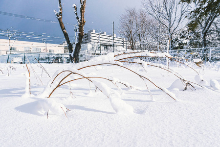 日本北海道札幌初冬的雪满了树枝