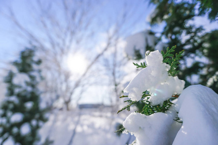 日本北海道札幌初冬的雪满了树枝