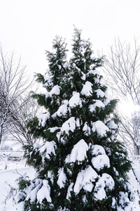 日本北海道札幌初冬的雪满了树枝