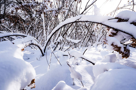 日本北海道札幌初冬的雪满了树枝