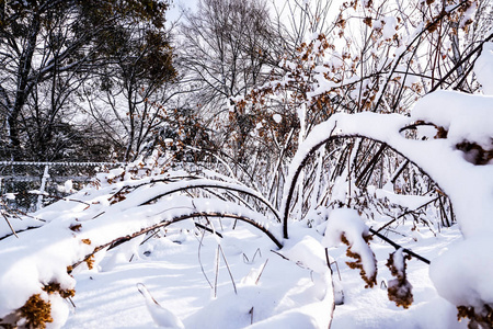 日本北海道札幌初冬的雪满了树枝