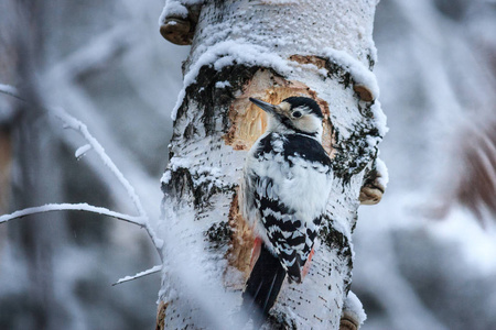 冬季背景树上的大斑点啄木鸟树状主要。 雪中的雄性毛茸茸的啄木鸟。