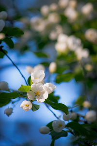 在蓝天上盛开的苹果树枝。 春天开花了。