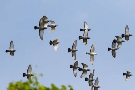 一群速度赛跑的鸽子在蓝天上飞翔