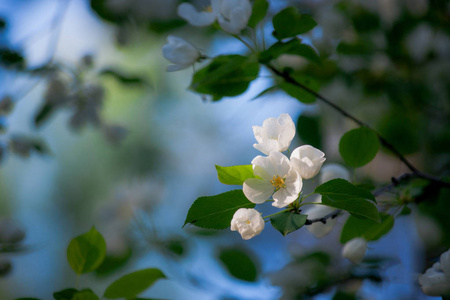 在蓝天上盛开的苹果树枝。 春天开花了。