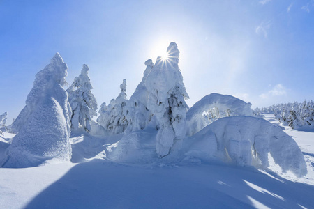 高高的山上，草坪上矗立着覆盖着雪的树，看上去像冰雕。 纹理的形式。 冬天寒冷的日子里的风景。 光在雪地里发光。