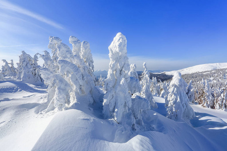 在遥远的高山上，白雪覆盖着几棵绿树，在美丽的冬天，田野间神奇的雪花中矗立着几棵绿树。 旅游风景。 喀尔巴阡山脉乌克兰欧洲的位置。