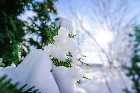 日本北海道札幌初冬的雪满了树枝