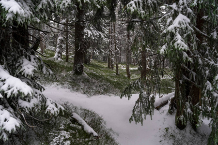 冷杉森林里的暴风雪。