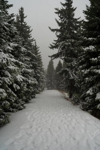 冷杉森林里的暴风雪。 延伸到远处的路径。