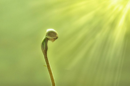 萌芽的植物生长着新生命的萌芽开始. 年轻的植物在晨光中的自然背景.