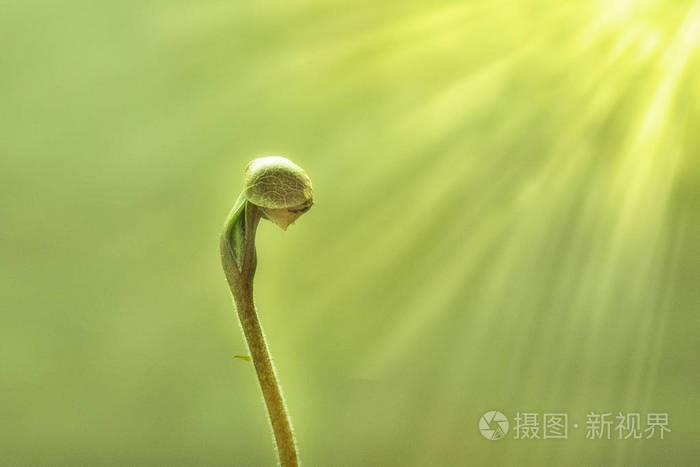生长着新生命的萌芽开始年轻的植物在晨光中的自然背景