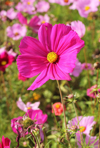 花坛上一朵粉红色观赏花的近照图片