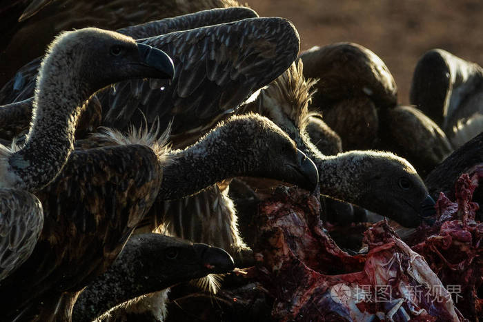 近距离观看捕食性鸟类的猎物