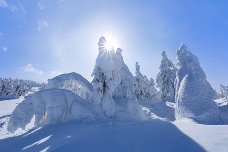 在遥远的高山上，白雪覆盖着几棵绿树，在美丽的冬天，田野间神奇的雪花中矗立着几棵绿树。 旅游风景。 喀尔巴阡山脉乌克兰欧洲的位置。